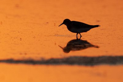 shorebird silhouette 083109_MG_9083