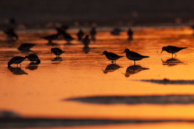 shorebird silhouette 083109_MG_9106