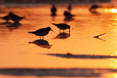 shorebird silhouette 083109_MG_9134