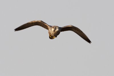 peregrine falcon 082909_MG_7986