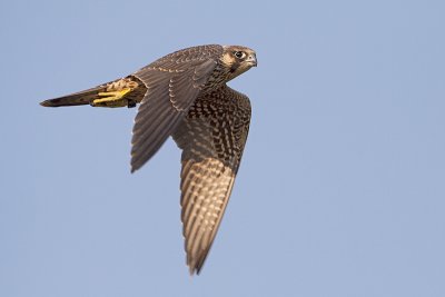 peregrine falcon 082909_MG_7998