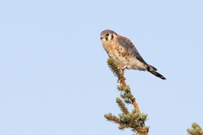 American Kestrels