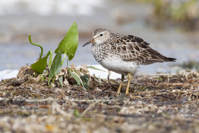 pectoral sandpiper 090709_MG_0049