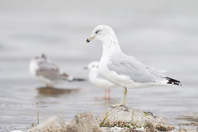 ring-billed gull 090709_MG_0081