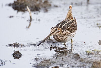 wilson's snipe 090809_MG_0880