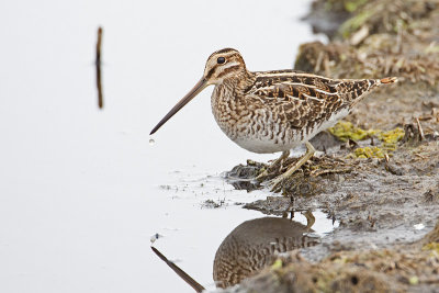 wilson's snipe 090809_MG_0951