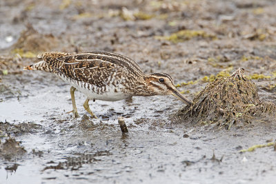 wilson's snipe 090809_MG_1011