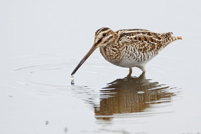 wilson's snipe 090809_MG_1200