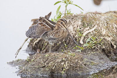 wilson's snipe 090809_MG_1033