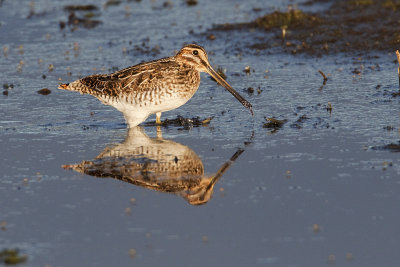 wilson's snipe 091009_MG_1553
