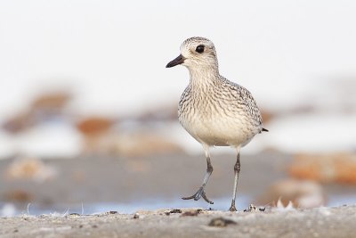 black-bellied plover 091509_MG_4490