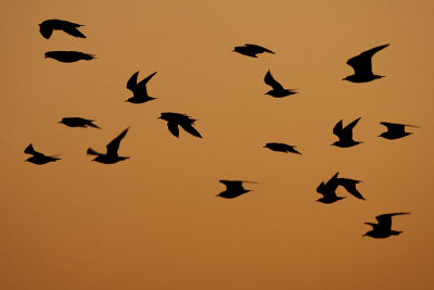 gull silhouette 091109_MG_2985