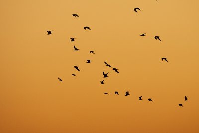 gull silhouette 091109_MG_3018