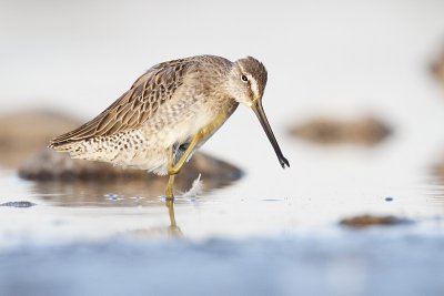 long-billed dowitcher 091509_MG_4872