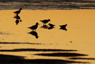 shorebird silhouette 092209_MG_7170