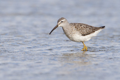 stilt sandpiper 092009_MG_5760