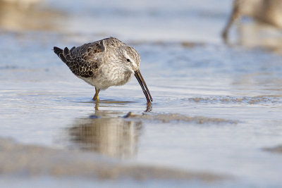 stilt sandpiper 092009_MG_5878