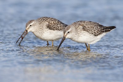 stilt sandpiper 092009_MG_5969
