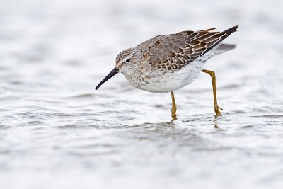 stilt sandpiper 092009_MG_6061