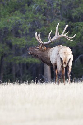 elk 092709_MG_8806