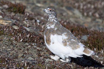 white-tailed ptarmigan 092709_MG_9136