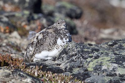 white-tailed ptarmigan 092709_MG_9291