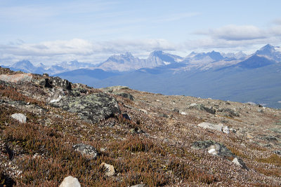 ptarmigan in habitat 092709_MG_9313