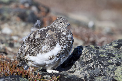 white-tailed ptarmigan 092709_MG_9520