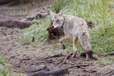 coyote 100409_MG_1253