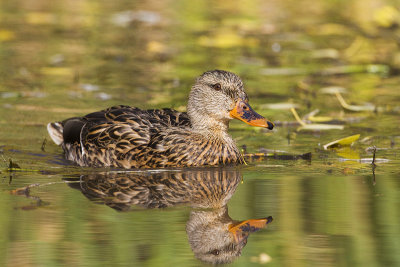 mallard 100809_MG_0417