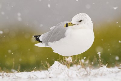 ring-billed gull 100809_MG_0131