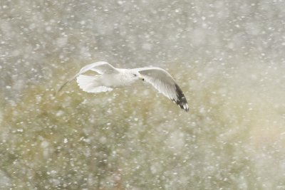 ring-billed gull 100809_MG_0203
