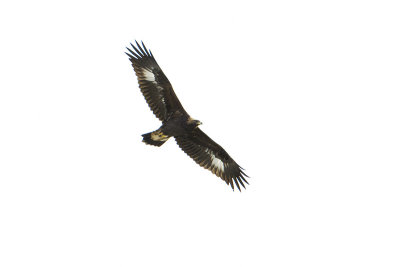 golden eagle 101009_MG_3737