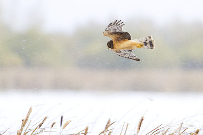 northern harrier 101009_MG_2893