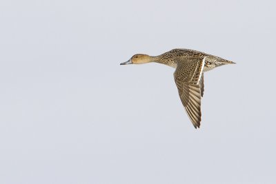 northern pintail 101009_MG_3736