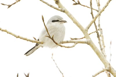 northern shrike 101009_MG_2846