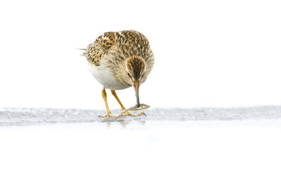 pectoral sandpiper 101009_MG_2455