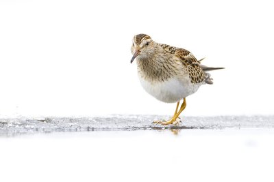 pectoral sandpiper 101009_MG_2466