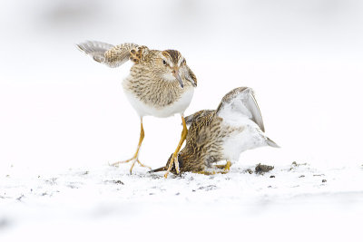 pectoral sandpipers 101009_MG_2579