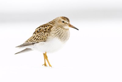 pectoral sandpiper 101009_MG_2664