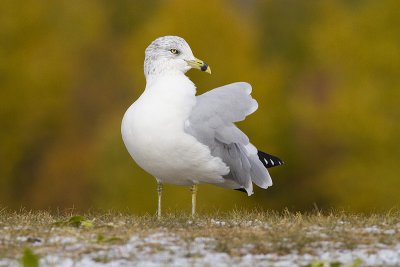 ring-billed gull 100909_MG_0993