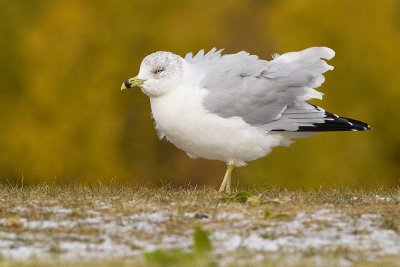ring-billed gull 100909_MG_1016