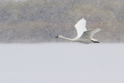 tundra swan 100909_MG_1433