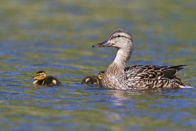 mallards 070310_MG_7595