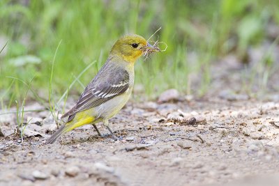 western tanager 060610_MG_9211