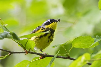 magnolia warbler 060610_MG_8790