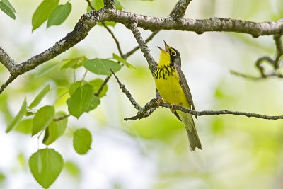 canada warbler 060610_MG_9105