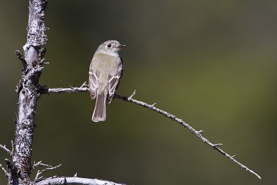 dusky flycatcher 061210_MG_0249