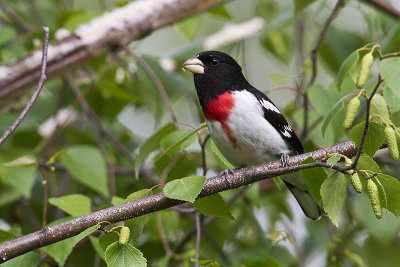 rose-breasted grosbeak 061010_MG_9676