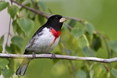 Rose-breasted Grosbeaks